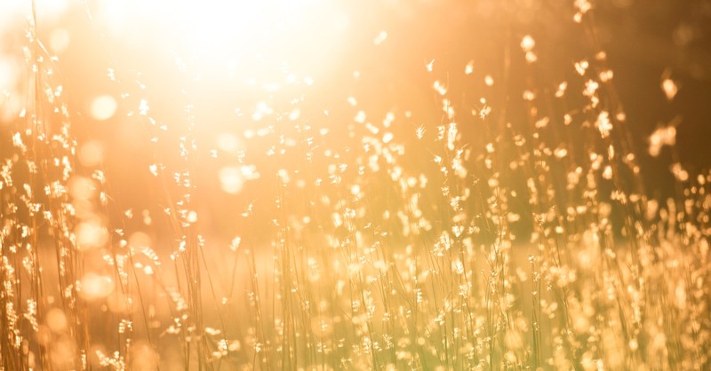 Sun setting over a wheat field